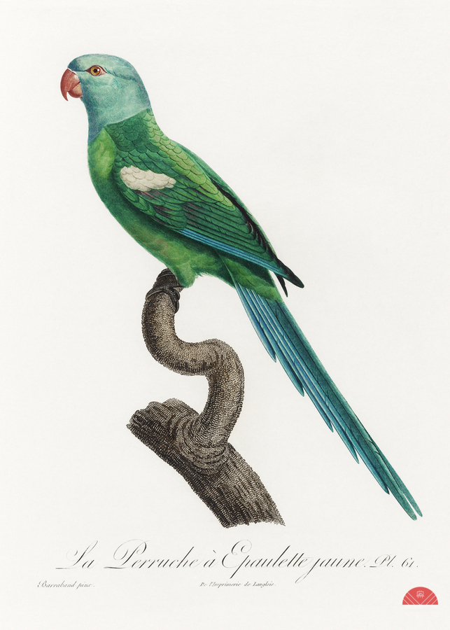 Yellow-shouldered parrot   Print