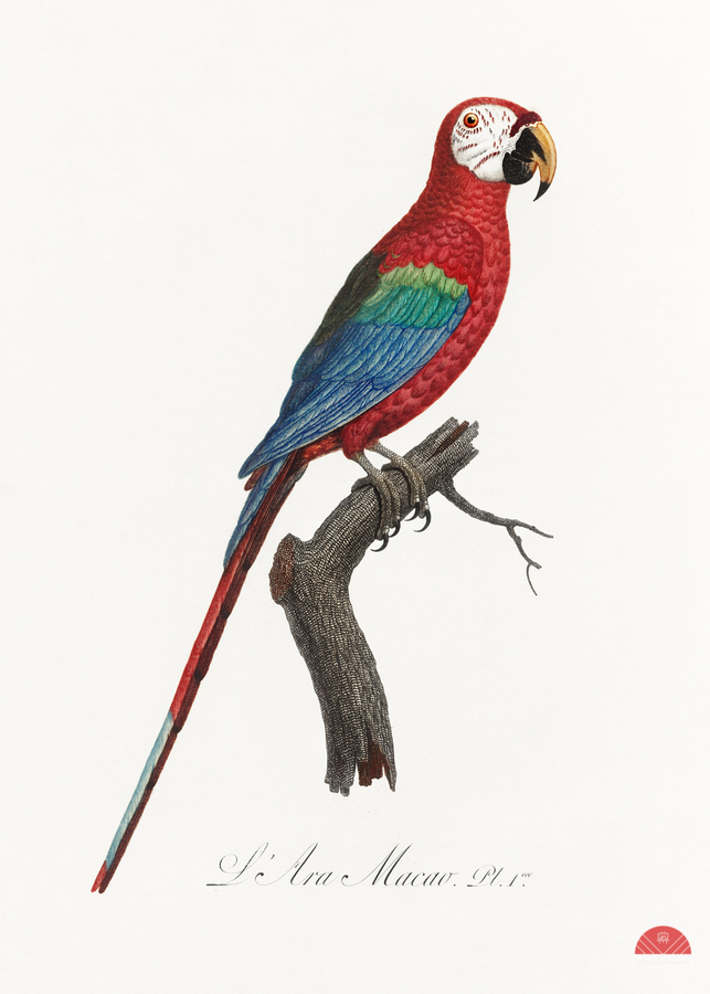 Scarlet macao   Print