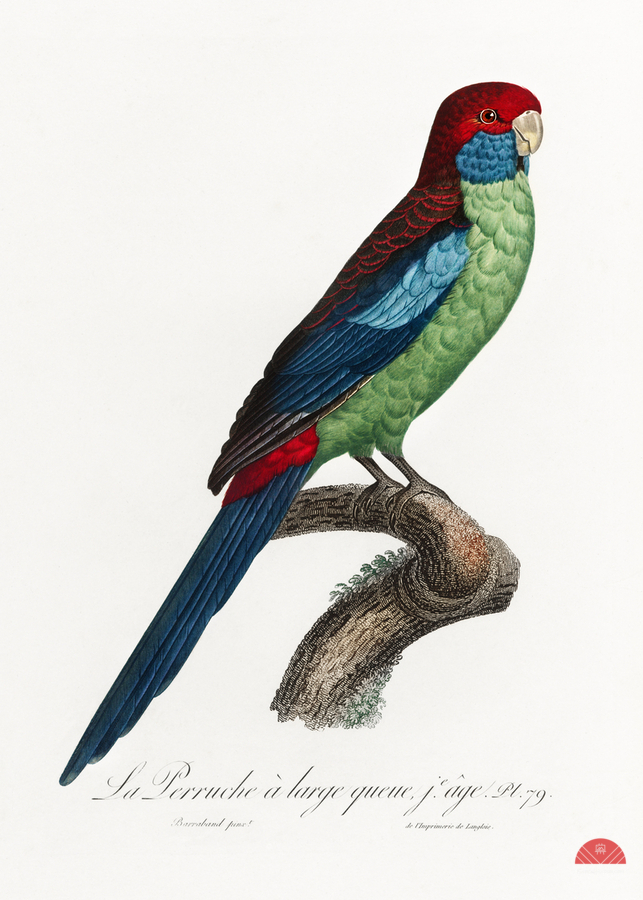 Broad-tailed parrot   Print