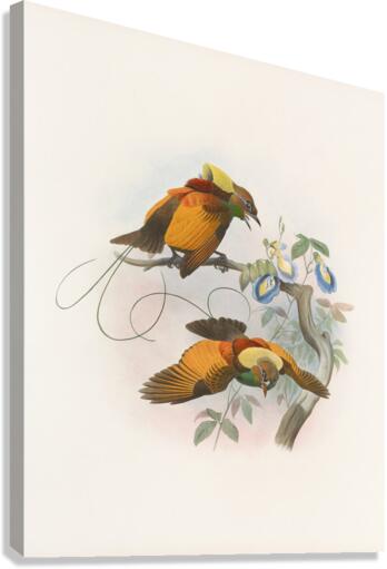 Diphyllodes chrysoptera 1873 Canvas Print