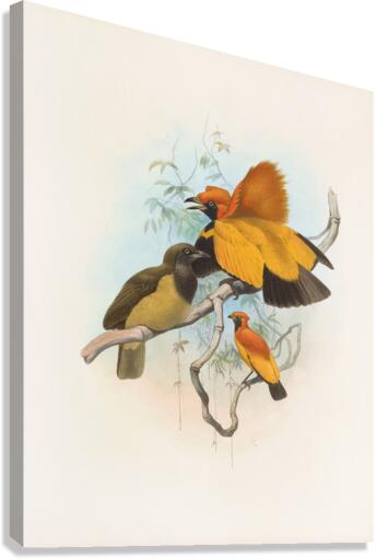 Xanthomelus aureus 1873 Canvas Print