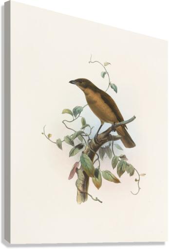 Amblyornis Inornatus 1873 Canvas Print