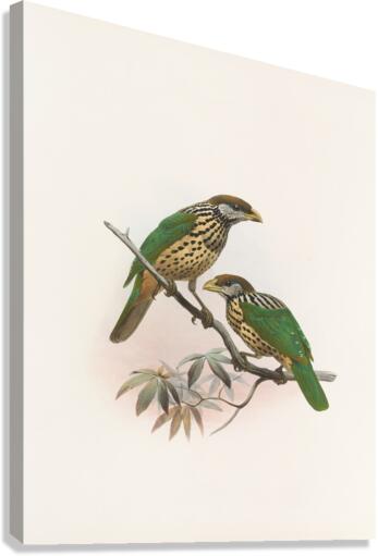 Ailuraedus buccoides 1873 Canvas Print