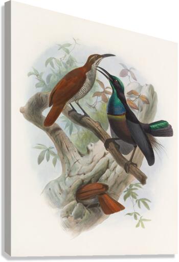 Ptiloris magnificus 1873 Canvas Print