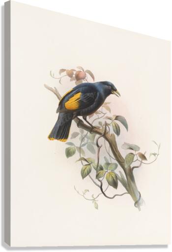 Ptilonorhynchus Rawnsleyi 1873 Canvas Print