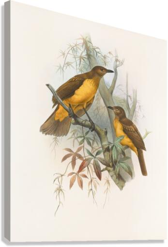 Chlamydodera xanthocastra 1873 Canvas Print