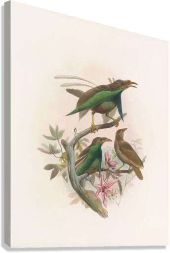 Semioptera Wallacii 1873 Canvas Print