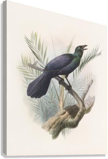 Manucodia atra 1873 Canvas Print