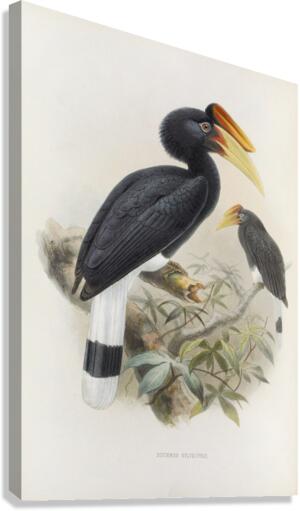 Buceros sylvestris 1882 Canvas Print