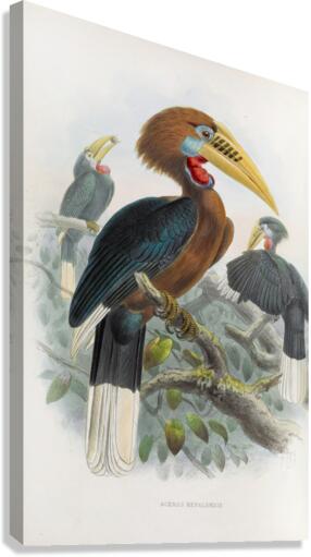 Aceros nepalensis 1882 Canvas Print