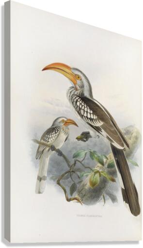 Tockus flavirostris 1882 Canvas Print