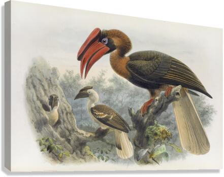 Hydrocorax planicornis 1882 Canvas Print