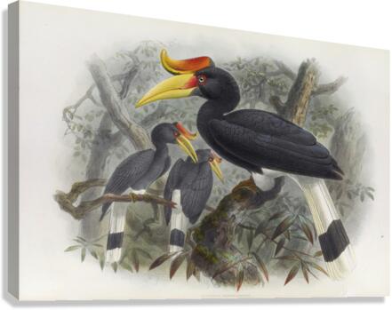 Buceros rhinoceros 1882 Canvas Print