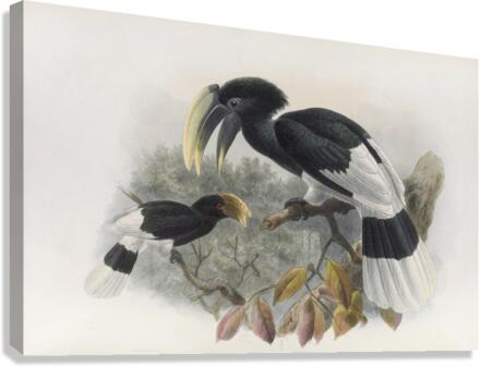 Bycanistes albotibialis 1882 Canvas Print