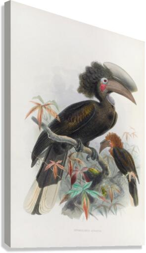 Sphagolobus atratus 1882 Canvas Print