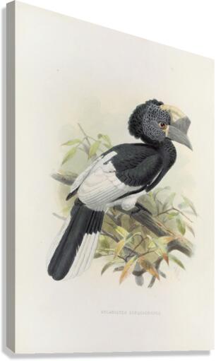 Bycanistes subquadratus 1882 Canvas Print