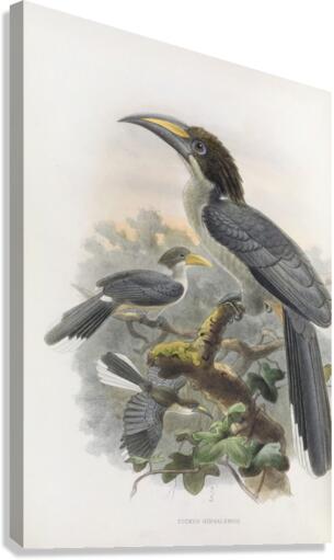 Tockus gingalensis 1882 Canvas Print