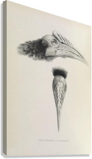 Pholidophalus casuarinus 1882 Canvas Print