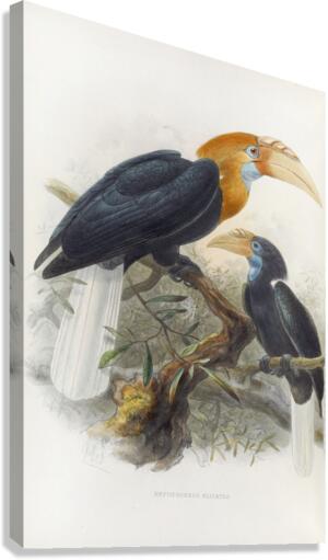 Rhytidoceros plicatus 1882 Canvas Print