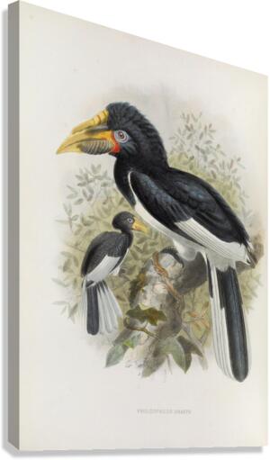 Pholidophalus sharpii 1882 Canvas Print