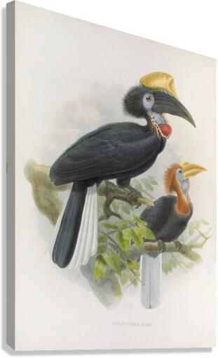 Ceratogymna elata 1882 Canvas Print