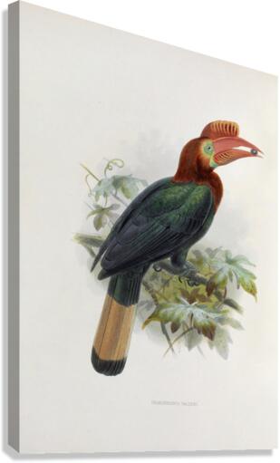 Cranorrhinus waldeni 1882 Canvas Print