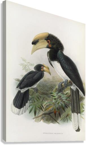 Anthracoceros malabaricus 1882 Canvas Print