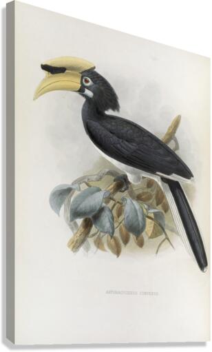 Anthracoceros convexus 1882 Canvas Print