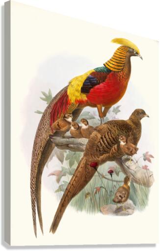 Thaumalea obscura. 1872 Canvas Print