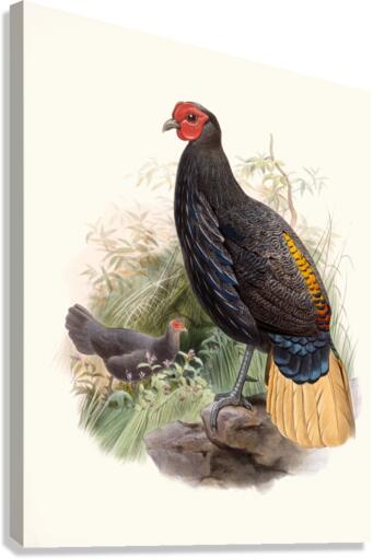 Euplocamus Pyronotus 1872 Canvas Print