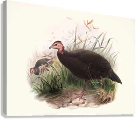 Phasidus Niger 1872 Canvas Print