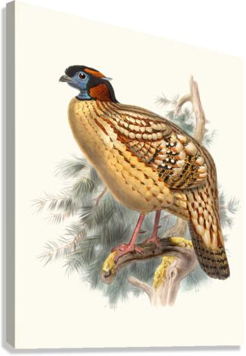Ceriornis Caboti. 1872 Canvas Print
