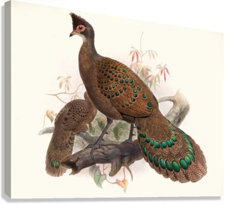 Polyplectron bicalcaratum. 1872 Canvas Print