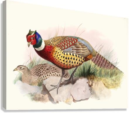 Phasianus torquatus. 1872 Canvas Print