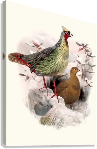 Ithalginis cruentus. 1872 Canvas Print