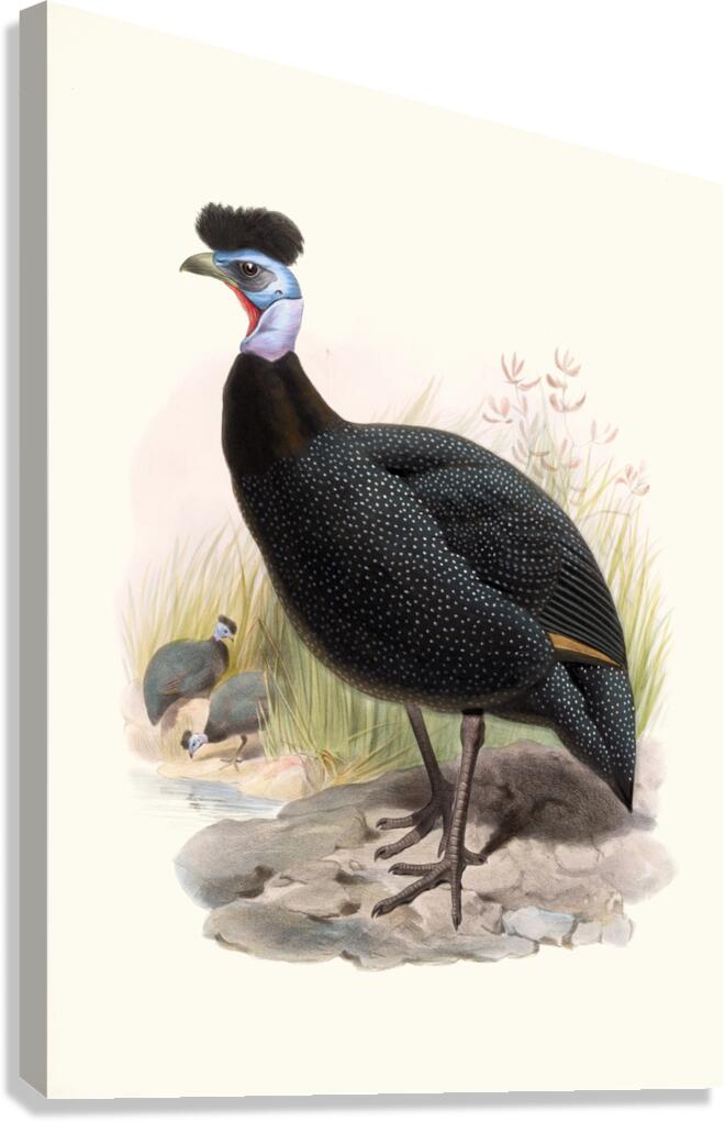 Numida cristata. 1872 Canvas Print