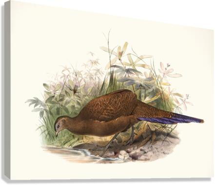 Polyplectron chalcurum. 1872 Canvas Print
