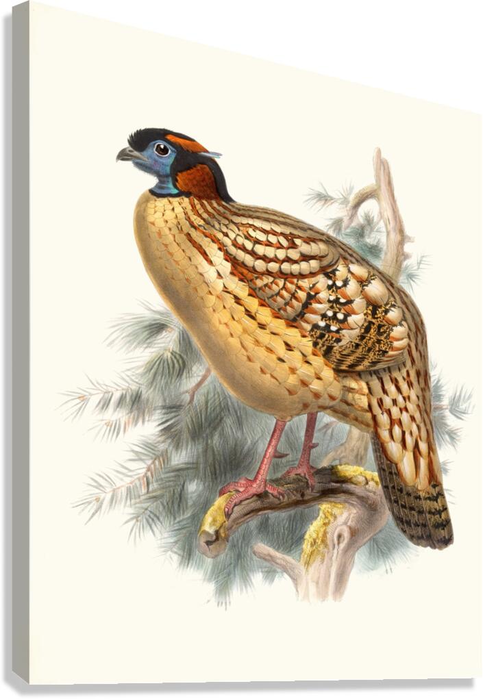 Ceriornis Caboti. 1872 Canvas Print