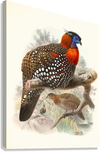 Ceriornis melanocephala. 1872 Canvas Print