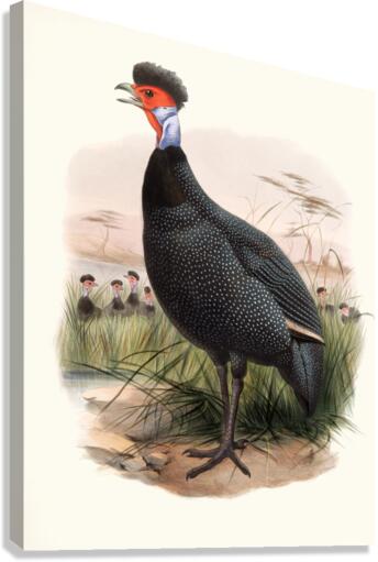 Numida Granti. 1872 Canvas Print