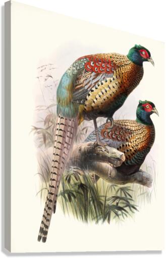 Phasianus Deccollatus 1872 Canvas Print