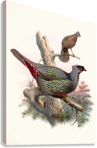 Ithaginis Geoffroyi. 1872 Canvas Print