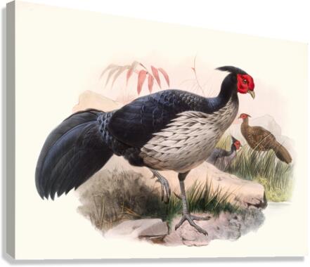 Euplocamus melanotis. 1872 Canvas Print