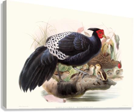 Euplocamus Horsefieldii 1872 Canvas Print