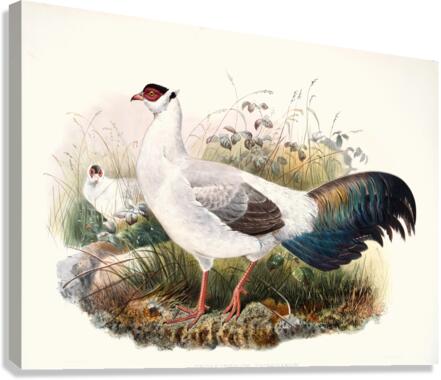 Crossoptilon thibetanum. 1872 Canvas Print