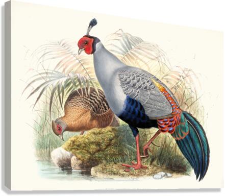 Euplocamus prælatus. 1872 Canvas Print