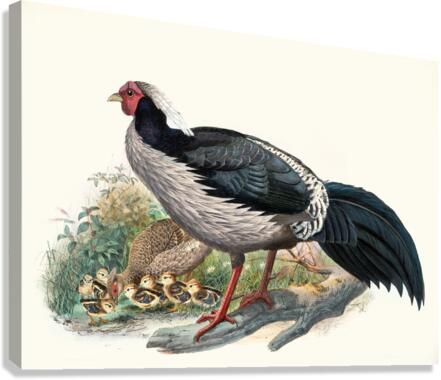 Euplocomus albo-cristatus. 1872 Canvas Print