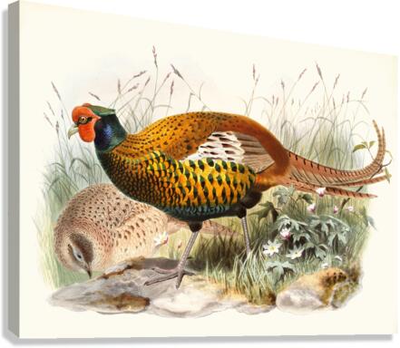 Phasianus insignis. 1872 Canvas Print