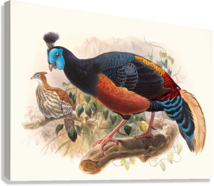 Euplocamus nobilis. 1872 Canvas Print