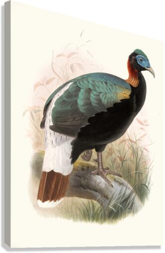 Lophophorus Sclateri. 1872 Canvas Print